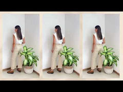 JEAN PRIMIA GLENDA BEIGE
